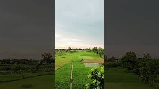 #nature #purvanchal #expressway #paddy #crop #rainyseason #rain