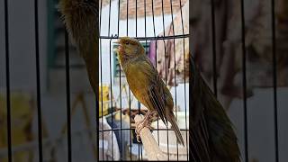 Seu canário não para de cantar ouvindo a voz deste canário #canary #canarybirds