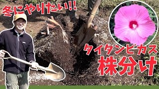 【タイタンビカス】冬にやりたい！株分けでの増やし方【赤塚植物園農場だより】