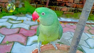 Raw parrot Talking😍❤ chirping parrot talking😍❤