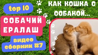 Просто МИЛОТА ❤️💛🧡! Как Кошка с Собакой... 🐱😹, ВЫПУСК №7