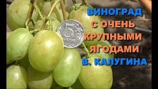 Виноград  с очень крупными ягодами  В. Калугина  www.vinograd-kriulya.com