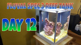 How to setup a Fluval SPEC 3 Reef tank, DAY 12