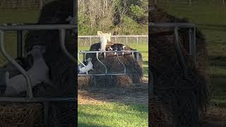 Baby goats!