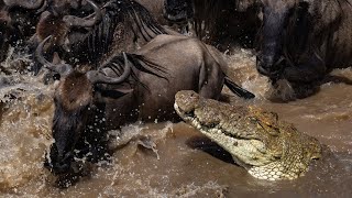 Underwater Predators Hunt During The Great Wildebeest Migration | Masai Mara Documentary