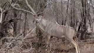 Kudu Bull foraging in Kruger National Park