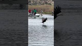 Bald Eagle Shows Up Fisherman! #fishing #usa #shorts