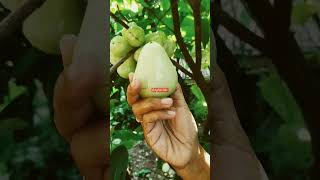 panen jambu air #berkebun #berkebundirumah #berkebundilahansempit #jambuair