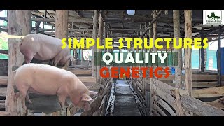 Simple structuring Quality Breeding Pigs