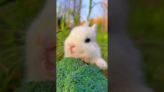 Bunny Bun And Friends