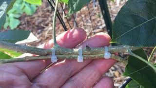 白柿靠接更新 Update for an approach graphing of the white sapote suebelle fruit tree