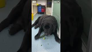 Sadness in fat lab eyes #labrador #diet #funnyshorts