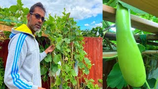 Grow your own Vegetables /Bangladeshi Kodu/shokher bagan London 2020(Part 5)/ টবে লাউ চাষ