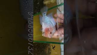 srd flowerhorn available at best price at salem tamilnadu