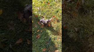 OLD ENGLISH BULLDOG Puppy | Cooper plays with his rope