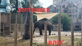 КИЕВСКИЙ ЗООПАРК. СЕНТЯБРЬ - ВЫСТАВКА РУКОДЕЛИЯ, МАГАЗИНЫ.#влог #zoo#relaxing