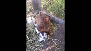 3 week old baby bunnies Holland lop and mini rex mix