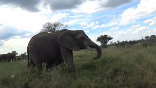 Wildlife at Kruger / Baby elephant charges