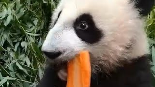 Дин Дин уже не справляется!🔥🔥                baby panda Moskov garden🪻🌷🪻🌟✨🌟