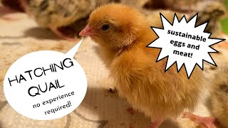 Our First Time Hatching Quail!