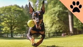 All about the Doberman Pinscher