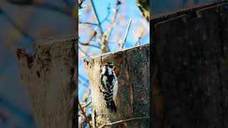 The neighborhood woodpecker.😜 #birds #birdwatchingphotography