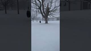 Do You Like The Snow? #shorts #viral #youtubeshorts