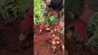 Yacon harvest from farmer in rural life #fresh #yacon #harvest #satisfying #agriculture