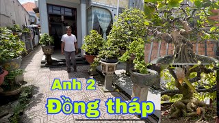 Xem và Gl vườn mai bonsai nguyên thủy,của anh 2 Giảng,ở thanh bình đồng tháp,lh 0767893903 a Giảng