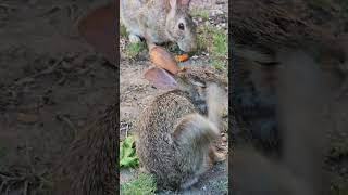 Mama, Feenix and Curly Que Eating