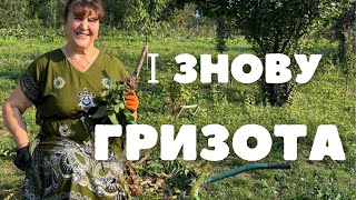 Наталя Фаліон - І знову гризота/Чорна полоса