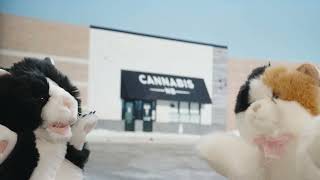 Krack Kat interviews to work at Cannabis NB