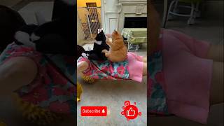 🌹❤Purrfect Slam Dunk! Cat's Fun Playtime! #shorts #viral #cat