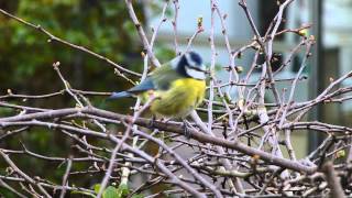 Blue Tit in my Hawthorn