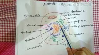 Animal cell