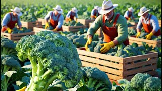 STOP Wasting Time on Outdated Broccoli Harvesting Methods!