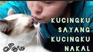 KUCINGKU SAYANG KUCINGKU NAKAL | MINTA MAKAN NAIK MEJA DI PRANK AJA