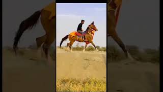 Ha moj Ha || કાઠિયાવાડી ઘોડી ની છાલ 🐎 કાય નો ઘટે