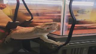 Mr. Lizard, the bearded dragon, escaped his cage. #shorts #beardeddragon #lizard #cage #escape