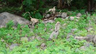 monkey funny time in junagadh