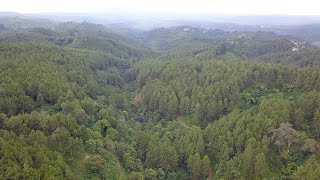 Footage Drone Cinematic Bukit Senyum Bandung Barat - Hutan Gunung Burangrang 4K (003)