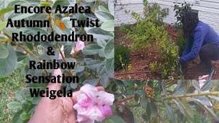 Planting An Encore Azalea Autum Twist Rhododendron 🍁 & Rainbow Sensation Weigela 🍂