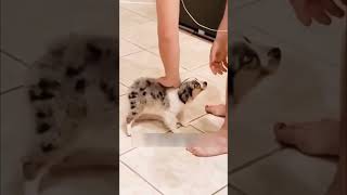 Cute puppy born without a tail #shorts