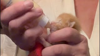 How to bottle feed kittens. #howto #bottlefedkitten, #rescuekitten #rescuecat