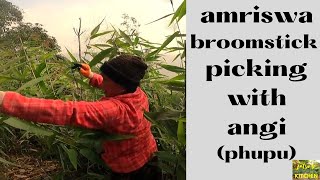 amriswa picking || broomstick picking || angi || phupu || permaculture under progress || kuchho