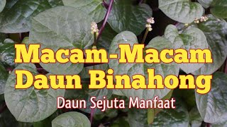 macam-macam daun binahong dan manfaatnya