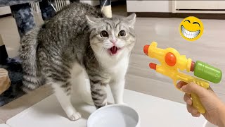 10 minutes Funniest Pets 🐶 Dogs and 😻 Cats😄 Try Not To Laugh 😹🐶 Funny animal videos | Part 6