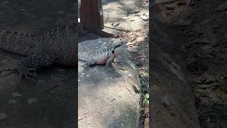 Lizard eats first popcorn I dropped, but bird steals the second one! 😂 #shorts #zoo #ytshorts