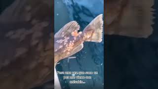 🐟 PEZ CON PARASITOS