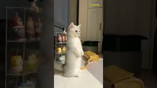 Cat Reaction | May The Shorts Be With You #shorts #catfun #funnycat